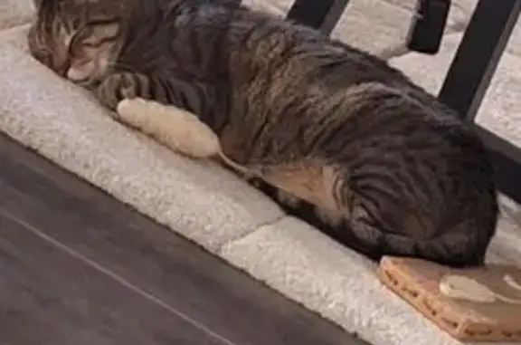 Animaux perdus Spicheren, photo: Chat Perdu à Spicheren : Aidez-nous !