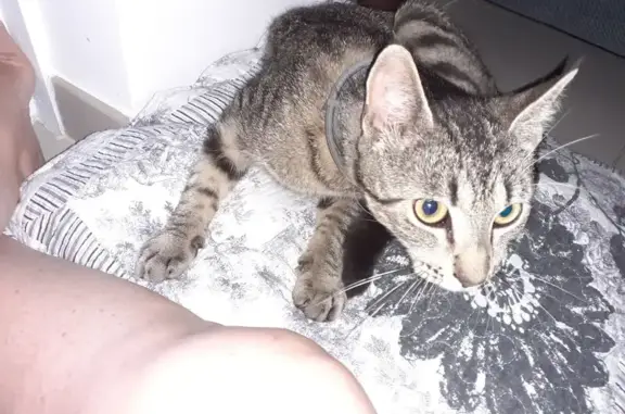 Animaux trouvés Roujan, photo: Chat mâle tigré gris trouvé à Roujan