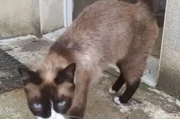 Animaux trouvés Saint-Georges-sur-Baulche, photo: Chatte siamoise trouvée à Saint-Georges