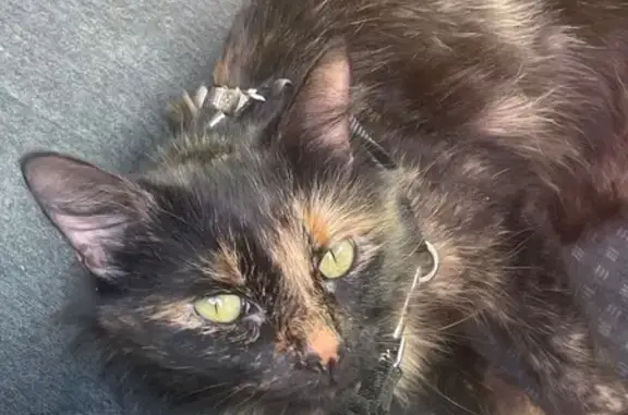 Lost Calico Cat: Fluffy Missing in Alamo