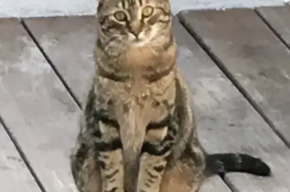 Chatte perdue à Saint-Malo : Lily - photo