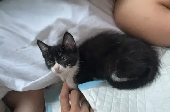 ¡Gatita Perdida! Manchitas en Patitas, 2 Meses