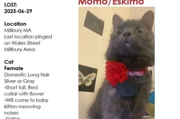 Help Find Momo: Missing Cat in...