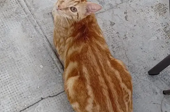 Animaux perdus Toulouse, photo: Chat roux perdu à Toulouse, rue Fournier