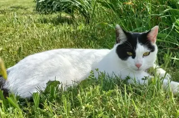 Chatte perdue : Blanche et noire, collier vert - photo
