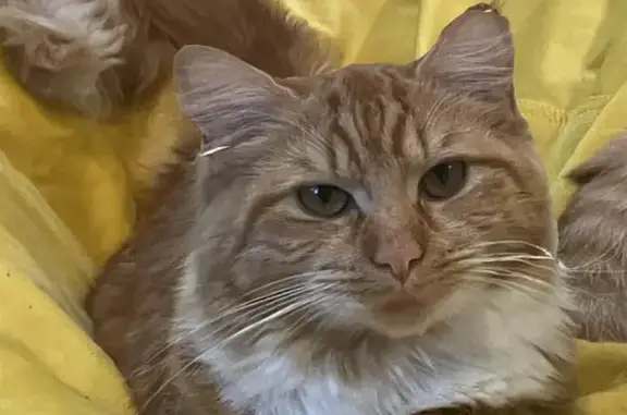 Lost Cat: Little Tiger in Saga...