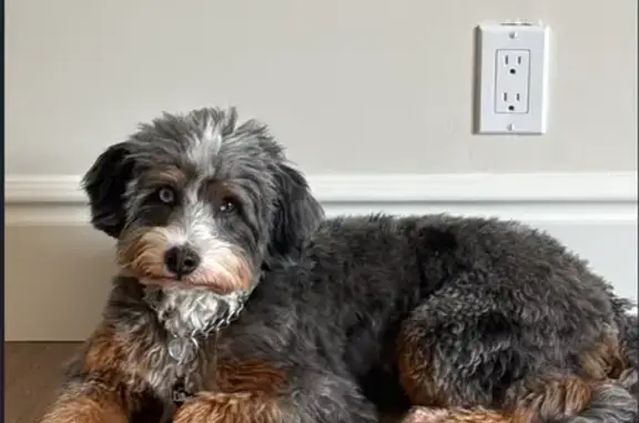 Lost and found pets Rancho Santa Fe, photo: Lost Bernedoodle: Help Find Cloud!