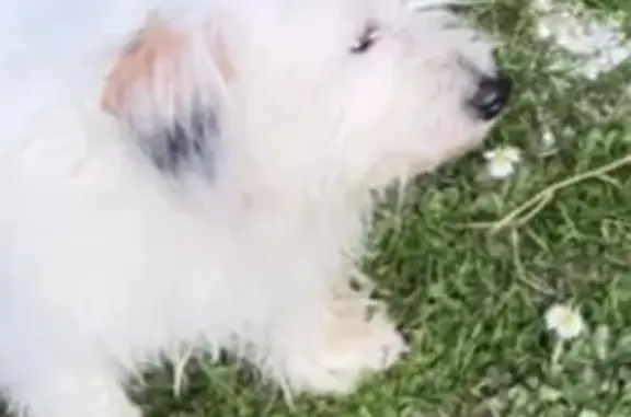 Chien perdu: croisé bichon/Jack Russell - photo