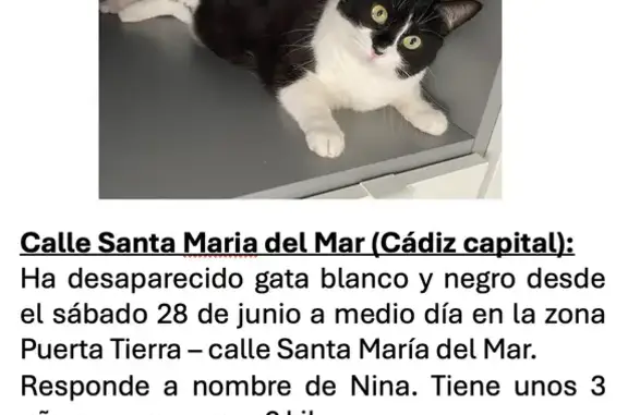 ¡Gata Blanca y Negra Perdida en Cádiz!