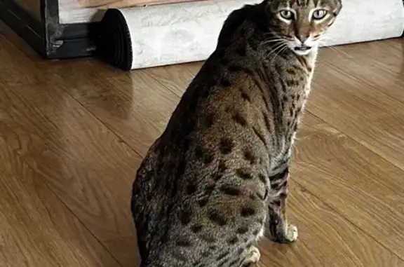 Animaux perdus Béziers, photo: Chat gris perdu à Béziers, mince et peureux