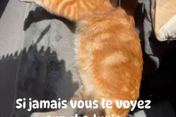 Chat roux mâle perdu à Chadurie - photo
