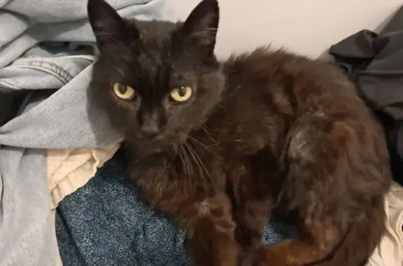 Chat perdu, Carpiquet, photo: Chatte noire perdue, dents manquantes, Carpiquet