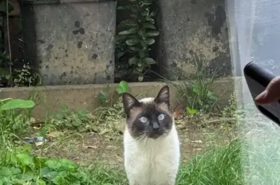 Chat siamois blessé trouvé à Toulouse - photo