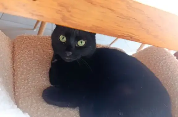 Chatte noire perdue à Nevers - photo