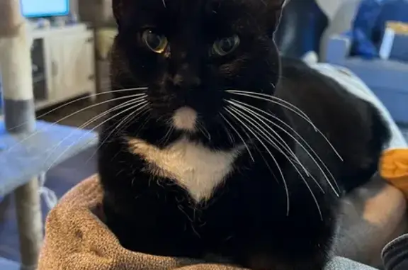 Tuxedo Cat Lost: North Clover...