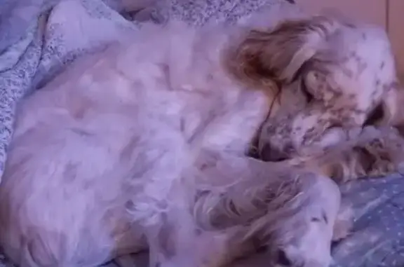 Setter lemon perdu, Questembert, 13 ans - photo
