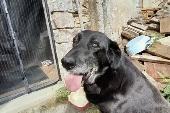 Chien perdu , photo : Chien perdu : Labrador noir 15 ans, Saint-Malo