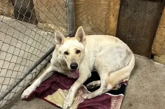 Found dog , photo: Friendly Dog Found on Mystic Valley Pkwy