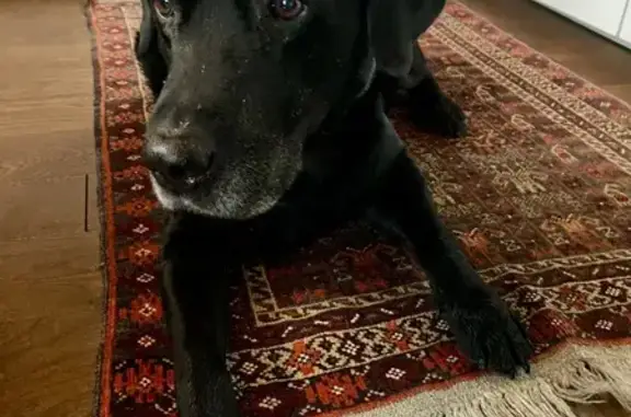 Chien perdu: Labrador noir, Boucau - photo