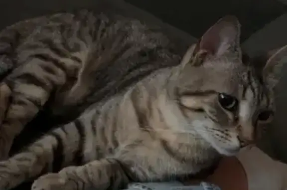 Chat perdu : Tigré noir/gris, ventre beige - photo