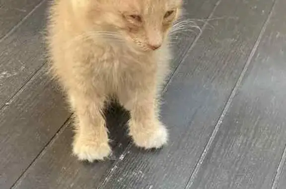 Chaton blanc-roux trouvé Impasse du Perroy - photo