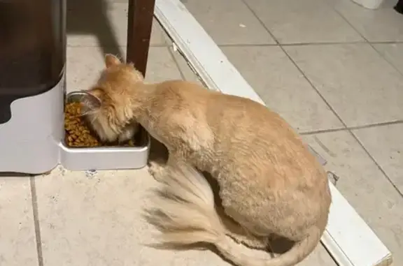 Missing cat Shaker Heights, photo: Lost: Orange Cat with Stitches, Shaker Hts