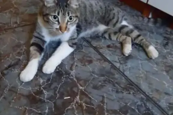Gata Atigrada Cariñosa Busca a...