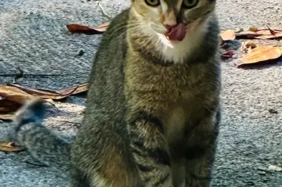 Chatte trouvée, craintive, Golfe-Juan - photo