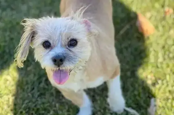 Lost Shih Tzu Terrier: Tan, Pink Collar