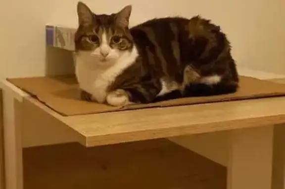 Animaux perdus Moissy-Cramayel, photo: Chatte tigrée perdue à Moissy-Cramayel