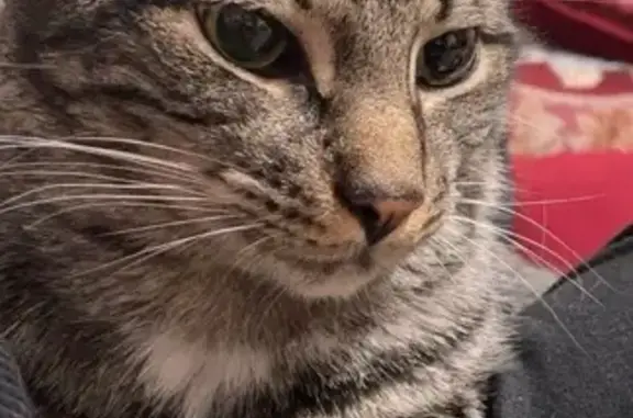 Help Find Tinku: Lost Gray Tabby in Bay Shore
