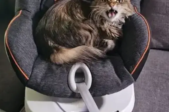 Atigrada gris con pelo semilargo, sin collar. Tiene chip. Se escapó de casa, es una Gata que nunca ha salido a la calle