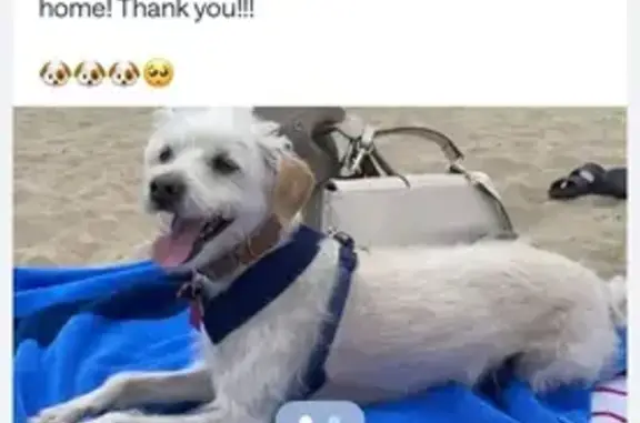 Lost: Friendly White Dog, Brown Ears