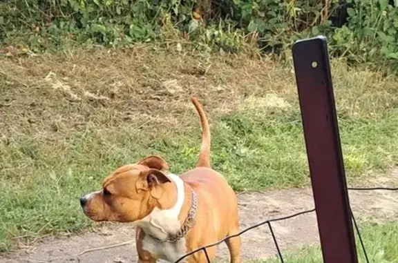 Animaux trouvés Le Molay-Littry, photo: Chien blanc/marron trouvé, collier, agressif