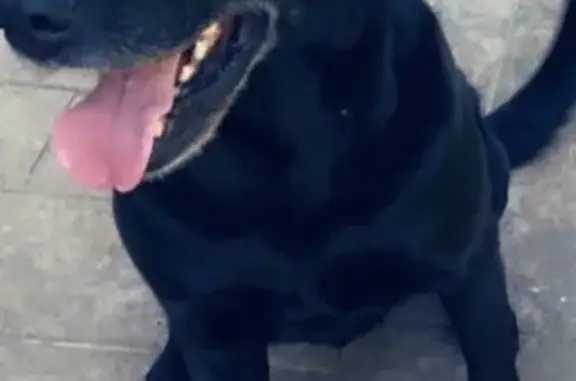 Lost Black Lab: Energetic 13-Year-Old