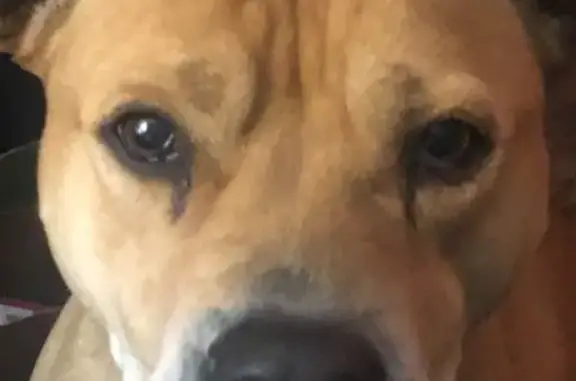 Lost Sweet Pittie: Lizzie in Harvest