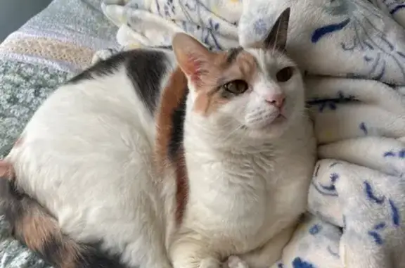 Lost Calico Jolene: Timid but Food-Friendly