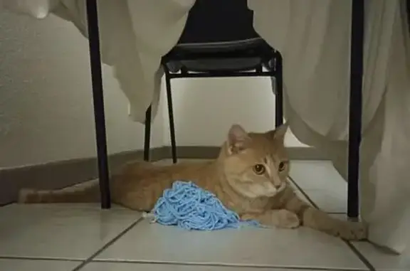 Animaux trouvés Évian-les-Bains, photo: Chat roux trouvé près de l'embarcadère