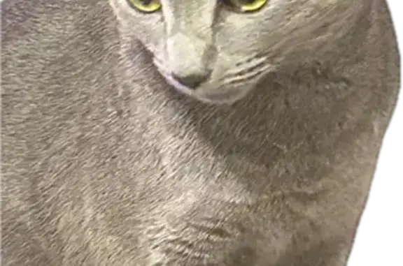 Missing cat Chicago, photo: Lost Russian Blue Cat on Ridgeway Ave