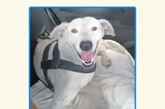 cachorro desaparecida