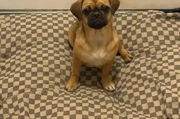Lost: Friendly Brown Pug-Chihuahua Mix
