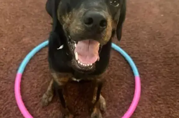 Lost: Odin, Black Dog w/ White Star