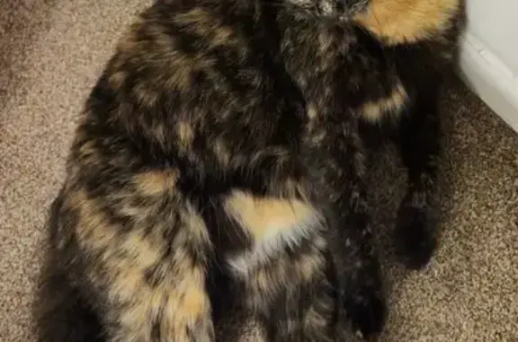 Lost Tortoise Shell Cat on New Forest Rd