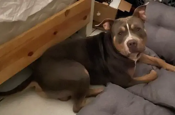 Found dog Miami, photo: Found: Friendly Male Dog in Miami