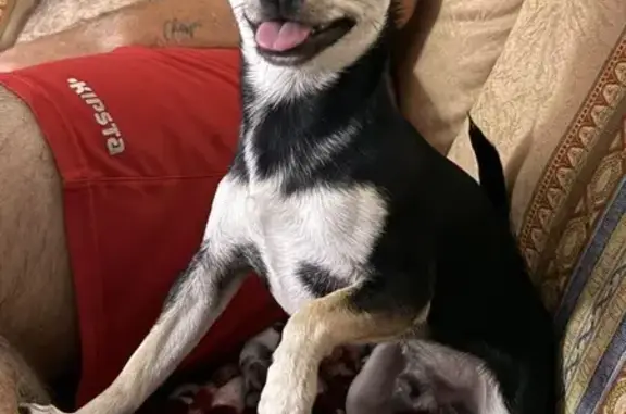 Chihuahua Negro Perdido: Recompensa Ofrecida