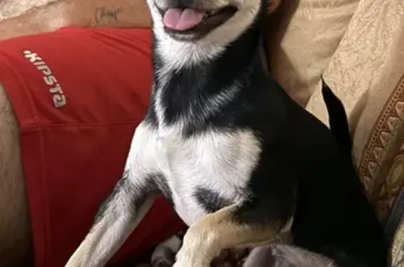 ¡Ayuda! Chihuahua Tricolor Perdido en La Muela