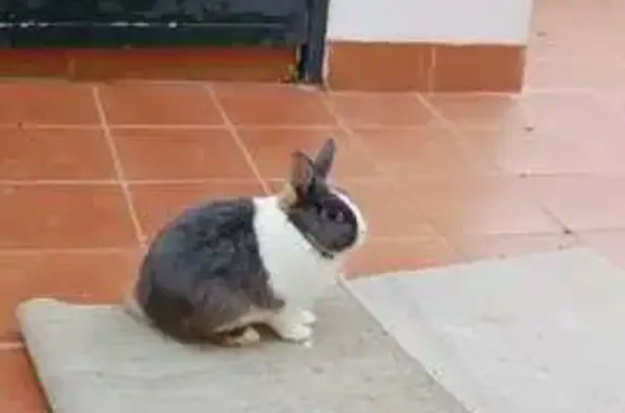 conejo perdido