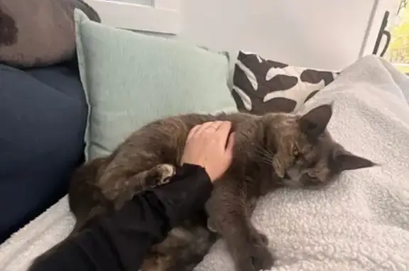 Lost Large Cat: Friendly but S...