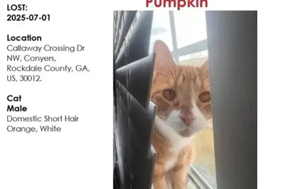 Lost Tabby: Odyssey Turn NW, C...