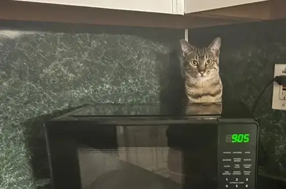Lost Tabby Cat on Hawkeye Lane...